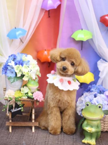 20230620ぴこちゃん